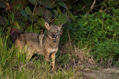 Coyote