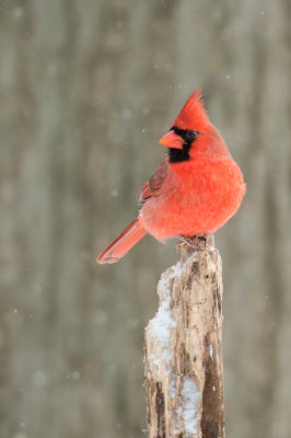 Cardinal rouge, mâle -- Northern Cardinal, male