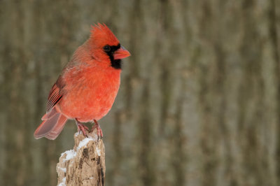 Cardinal rouge, mâle -- Northern Cardinal, male