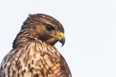 Buse  paulettes -- Red-shouldered Hawk