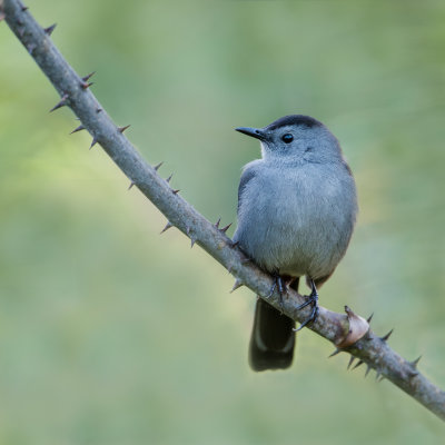 Moqueur chat -- Gray Catbird