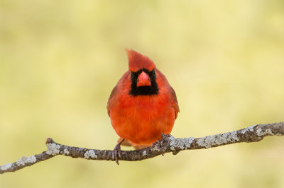 aleCardinal rouge, mâle -- Northern Cardinal,male