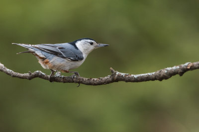 Sittelle à poitrine blanche -- White-breasted Nuthatch
