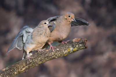 Tourterelle triste -- Mourning Dove