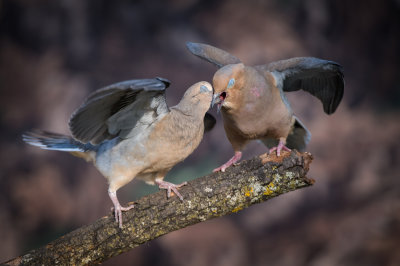 Tourterelle triste -- Mourning Dove