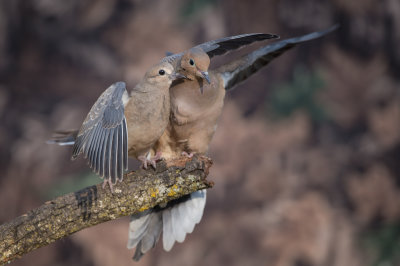 Tourterelle triste -- Mourning Dove
