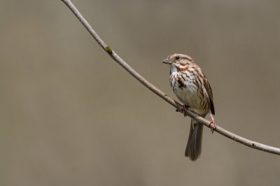 Bruant chanteur -- Song Sparrow