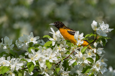 Oriole de Baltimore -- Baltimore Oriole