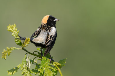 Goglu des prs, mle -- Bobolink, male