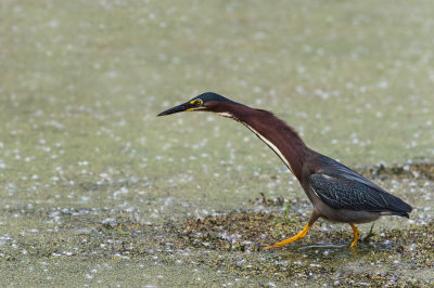 Hron vert -- Green Heron