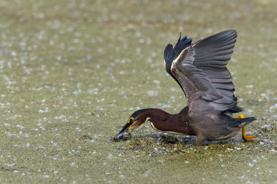 Héron vert -- Green Heron