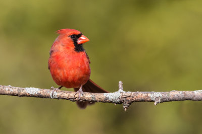Cardinal rouge, mâle -- Northern Cardinal, male