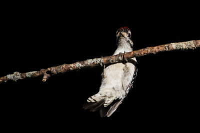 Pic mineur, mle -- Downy Woodpecker, male 
