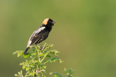 Goglu des prés, mâle -- Bobolink, male