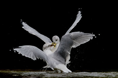 Goéland à Bec Cerclé -- Ring-billed Gull
