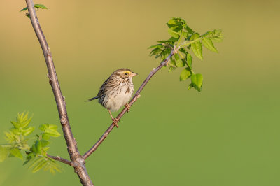 Bruant des prs -- Savannah Sparrow