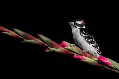Pic mineur, mle -- Downy Woodpecker, male 