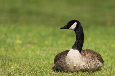 Bernache du Canada -- Canada Goose