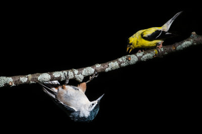 Chardonneret Jaune et Sittelle  poitrine blanche -- American Goldfinch and White-breasted Nuthatch