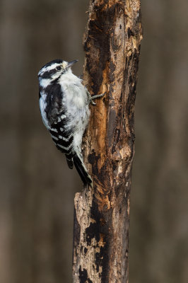 Pic mineur, femelle -- Downy Woodpecker, female