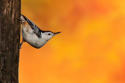 Sittelle à poitrine blanche -- White-breasted Nuthatch