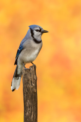 Geai bleu -- Blue Jay