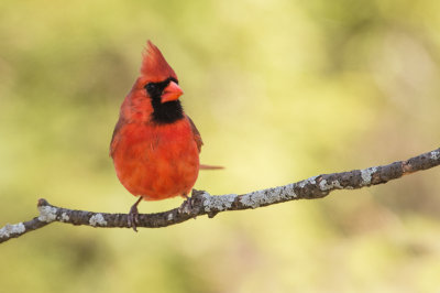 Cardinal rouge, mâle -- Northern Cardinal, male
