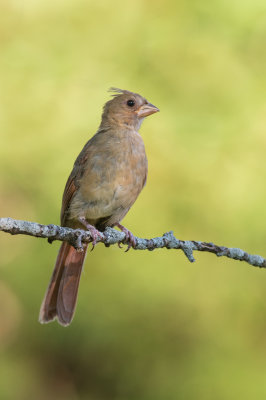 Cardinal rouge, femelle juvénile -- Northern Cardinal, female juvenile