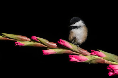 Mésange à tête noire -- Black-capped Chickadee