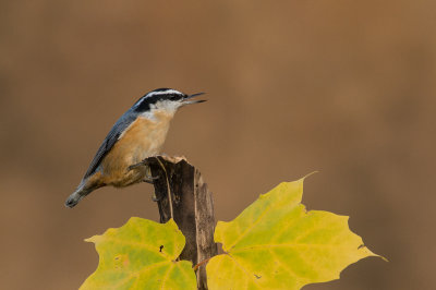 Sittelle à poitrine rousse -- Red-breasted Nuthatch