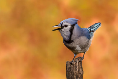 Geai bleu -- Blue Jay