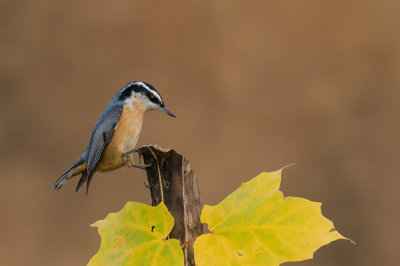 Sittelle à poitrine rousse -- Red-breasted Nuthatch