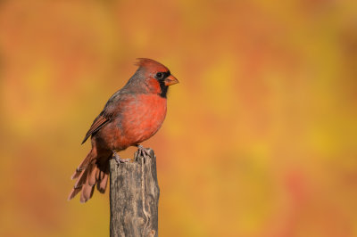 Cardinal rouge, mâle -- Northern Cardinal, male