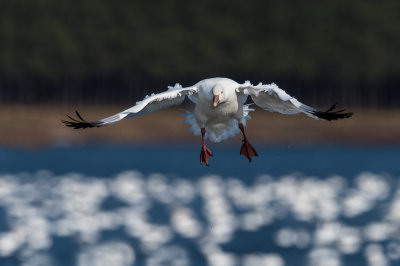 Oie des neiges -- Snow Goose