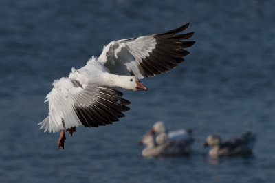 Oie des neiges -- Snow Goose