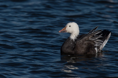 Oie des neiges -- Snow Goose