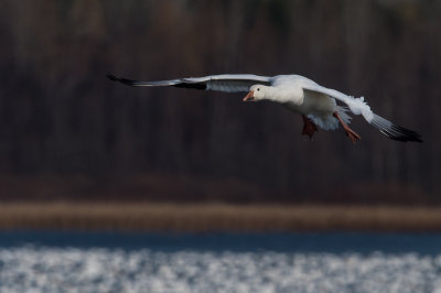 Oie des neiges -- Snow Goose