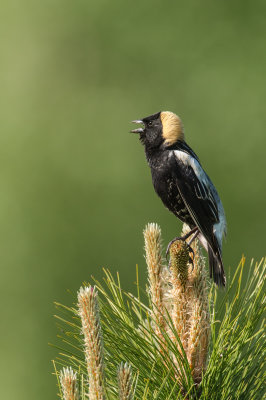 Goglu des prs, mle -- Bobolink, male