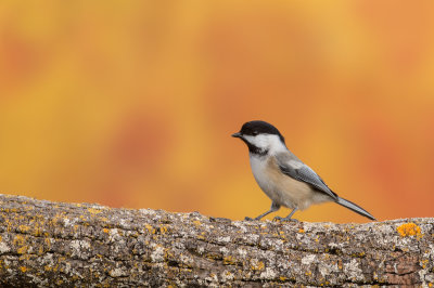 Mésange à tête noire -- Black-capped Chickadee