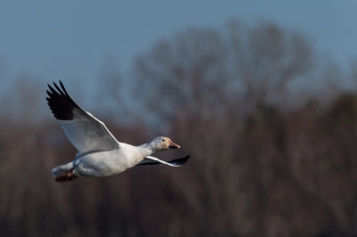 Oie des neiges -- Snow Goose