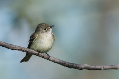Moucherolle tchébec -- Least Flycatcher