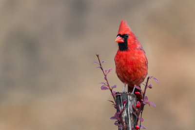Cardinal rouge, mâle -- Northern Cardinal, male