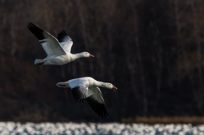 Oie des neiges -- Snow Goose