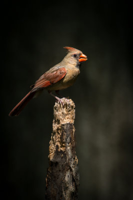 Cardinal rouge, femelle -- Northern Cardinal, female