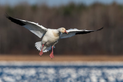 Oie des neiges -- Snow Goose