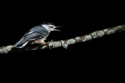 Sittelle à poitrine blanche -- White-breasted Nuthatch
