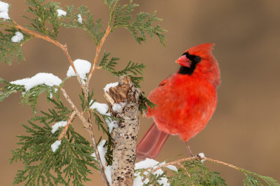 Cardinal rouge, mâle -- Northern Cardinal, male