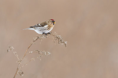 Sizerin flammé -- Common Redpoll