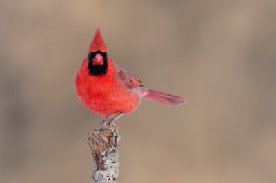 Cardinal rouge, mâle -- Northern Cardinal, male
