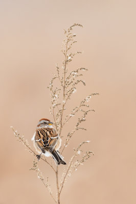 Bruant Hudsonien -- American Tree Sparrow